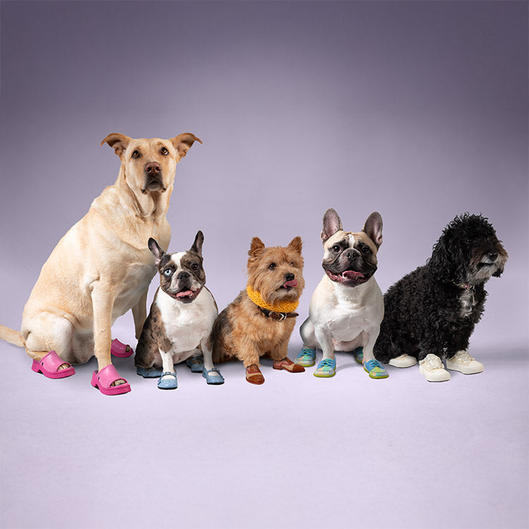 Best in Show: 'Vogs for Dogs' Limited Edition Collection Available Now!