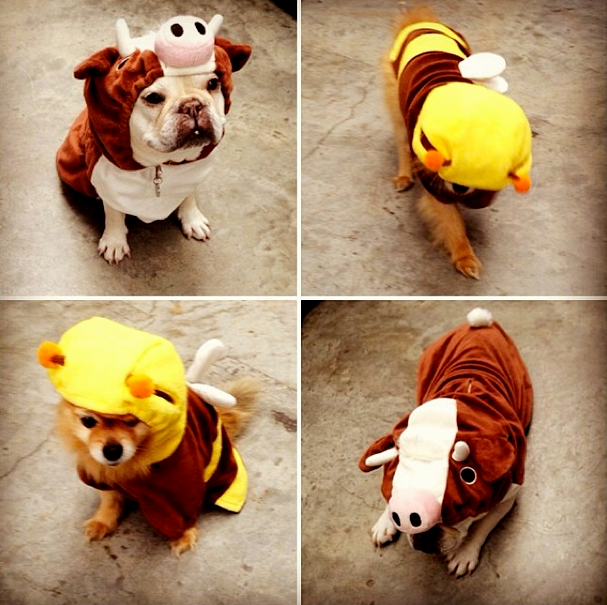 Happy Halloween!