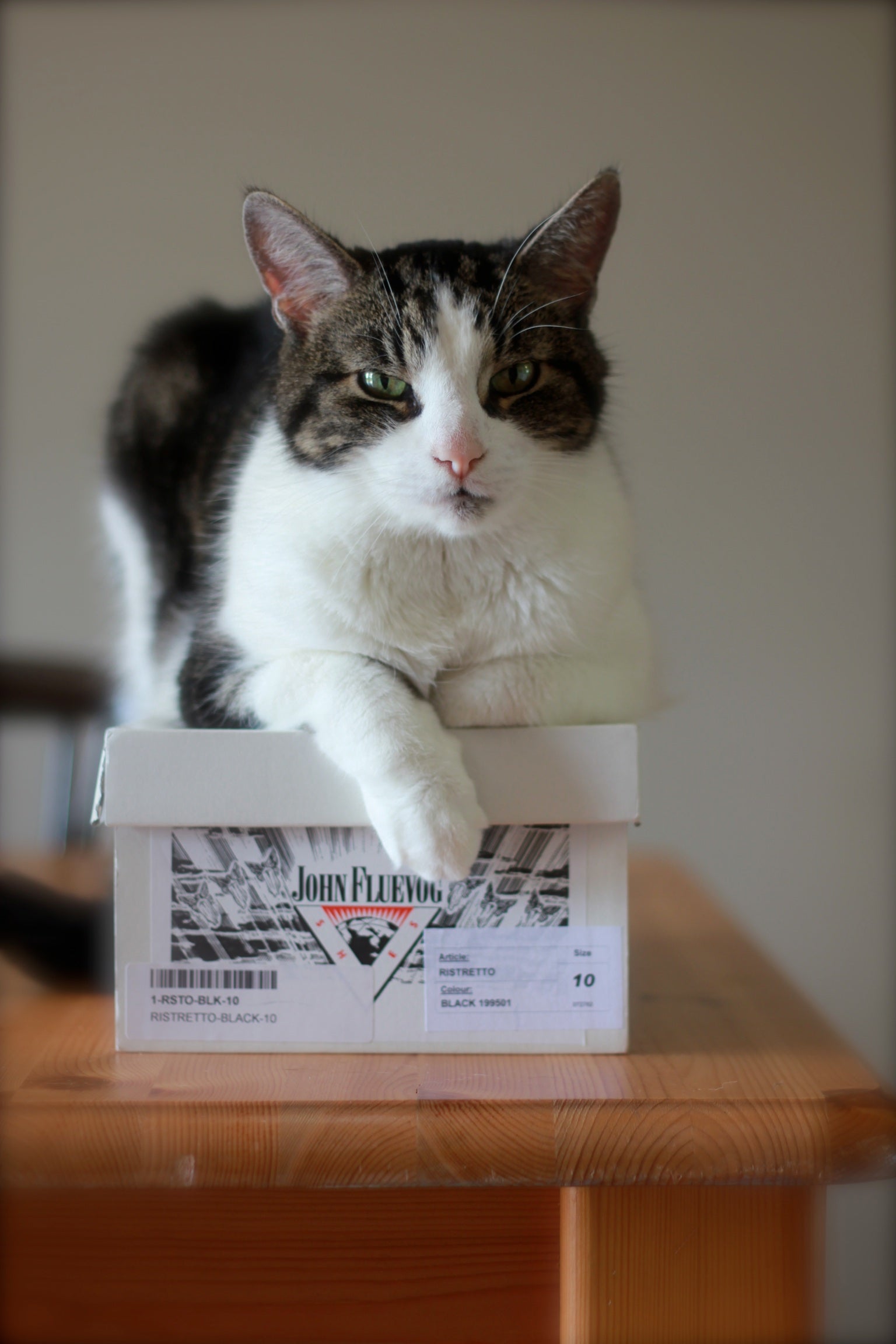 FanFare: Paws off my Fluevogs